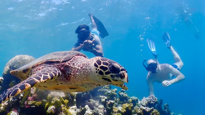 Snorkeling and exploring the underwater world